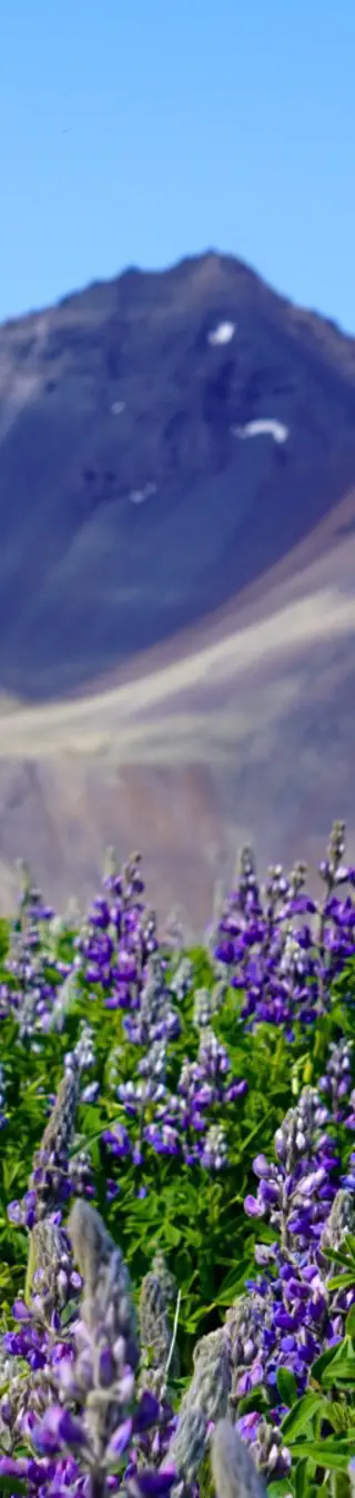 Die majestätischen Vestrahorn-Berge ragen hinter einem Meer von blühenden, violetten Lupinen empor – ein atemberaubender Kontrast zur dunklen Sandküste.